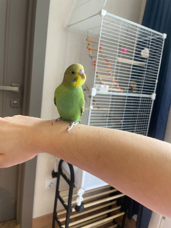 Два волнистых попугая с клетками, игрушками, кормом