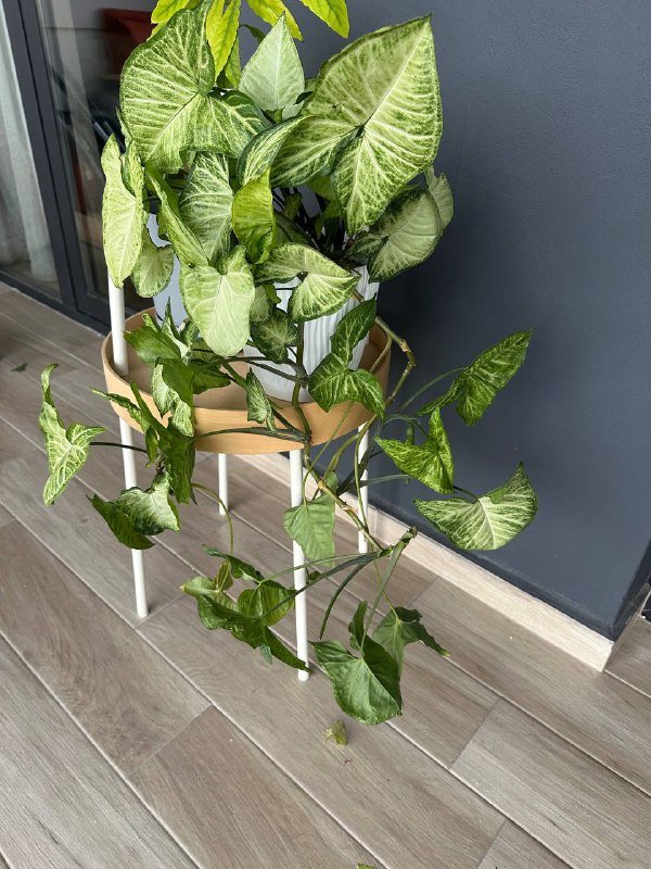 Цветок в горшке