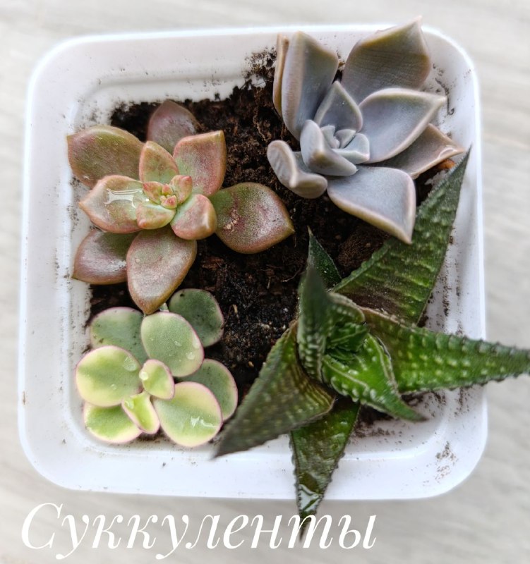 Декабрист, Суккуленты, Хлорофитум, Красула 7