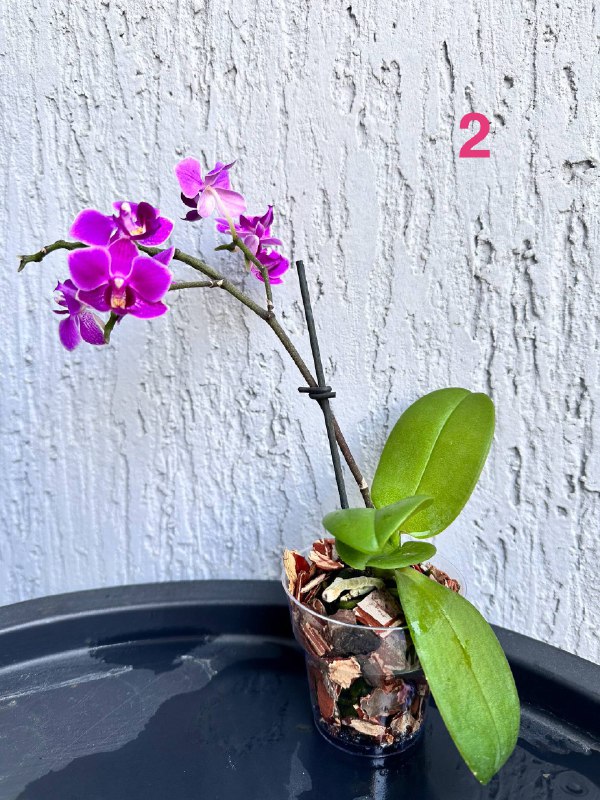 Орхидеи Phalaenopsis mini с горшком 2