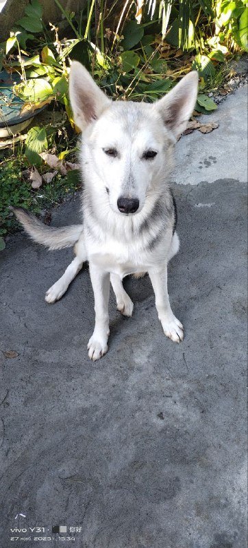 Щенок овчарки, девочка, 9 месяцев, светлый окрас