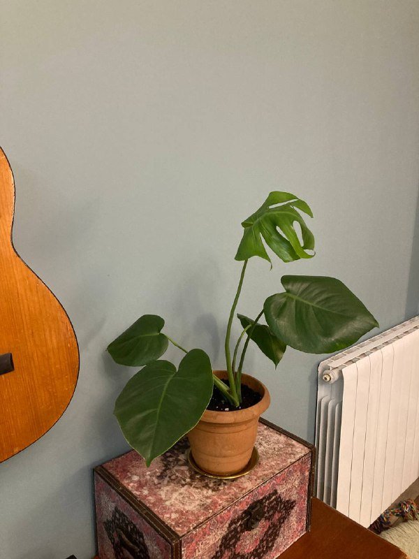 Монстеры большая и поменьше 4