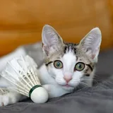 Котенок Ася 8