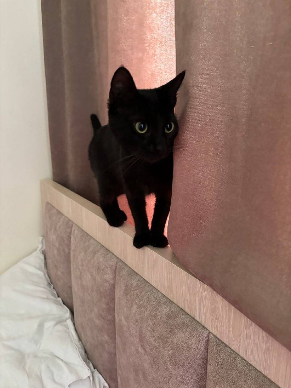 Кошка 7-8 месяцев в добрые руки 2