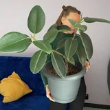 Комнатные растения 1