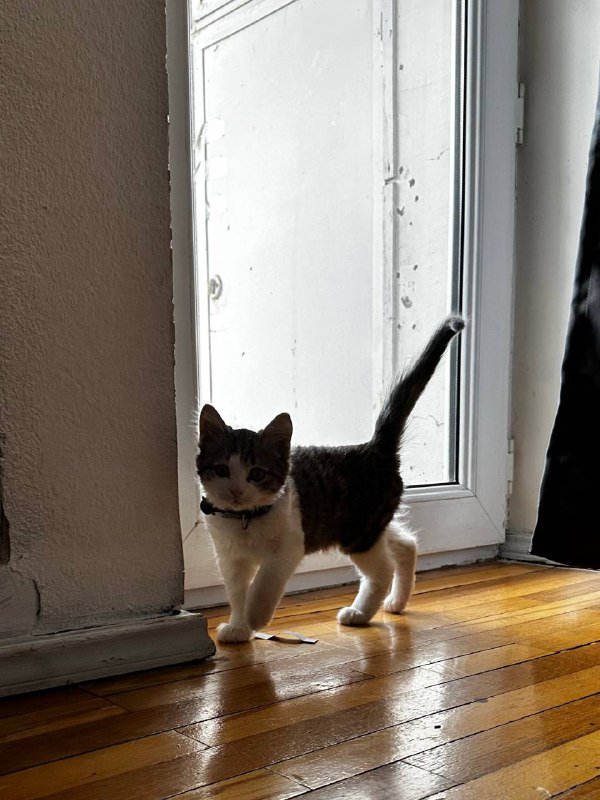 Котенок Скутер 4 месяца ищет дом 4
