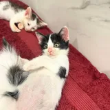 Котенок Буренок ищет дом 2