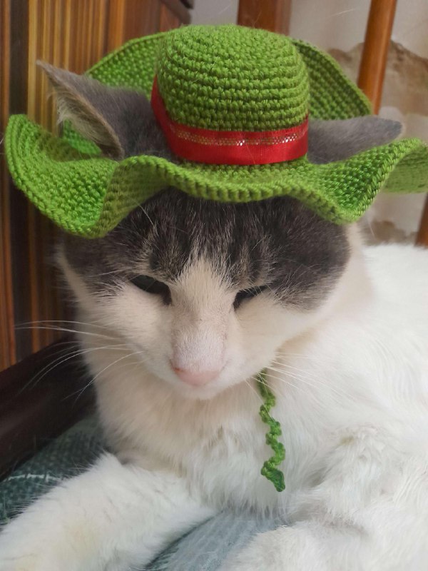 Кошка Мышка ищет дом 5