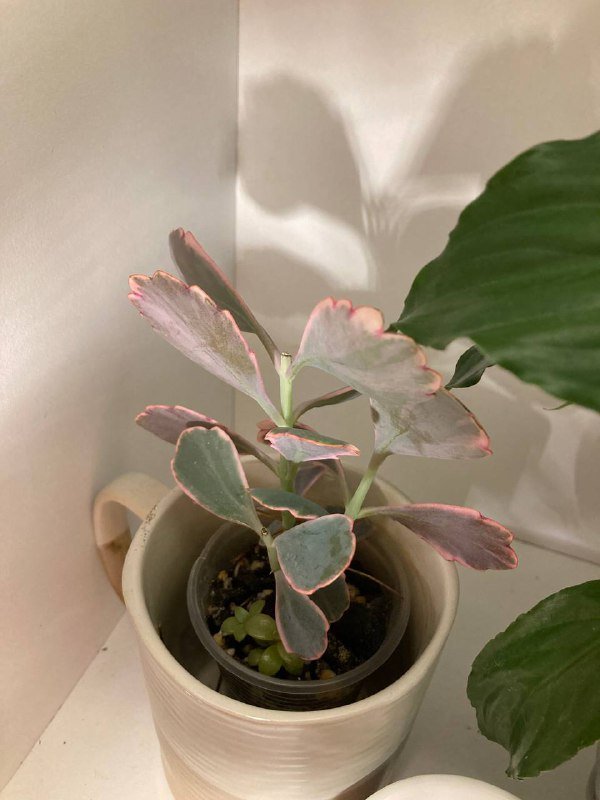 Строманта с грунтом и кашпо, набор суккулентов, Каланхоэ Федченко 4