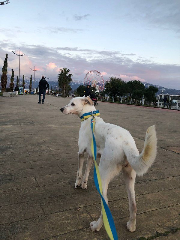 Молодая породистая собака смесь пойнтера и далматина 2