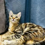 Кошка Хлоя 2
