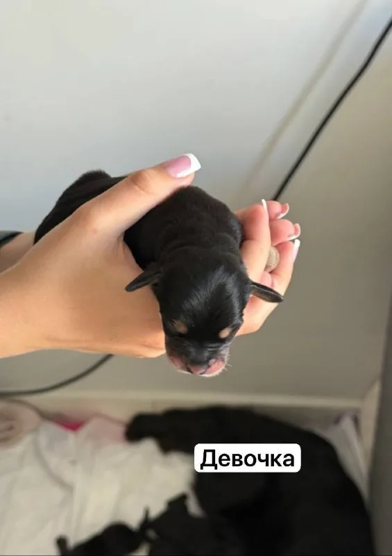 Щенки 1