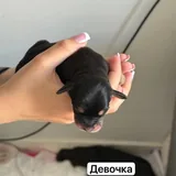 Щенки 1