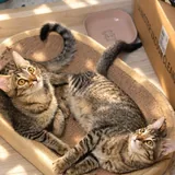 Два котёнка ищут дом 2