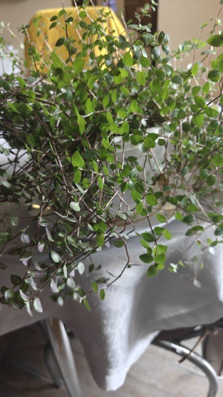 Каллизия ползучая, Декабрист, Толстянка, Очиток краснокрашеный большой и маленький 2