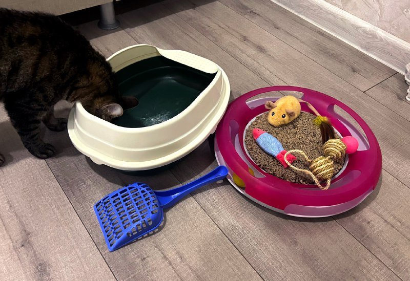 лоточек для котика, набор игрушек, подстилка под лоток