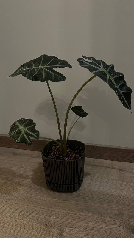 Алоказия с ростком