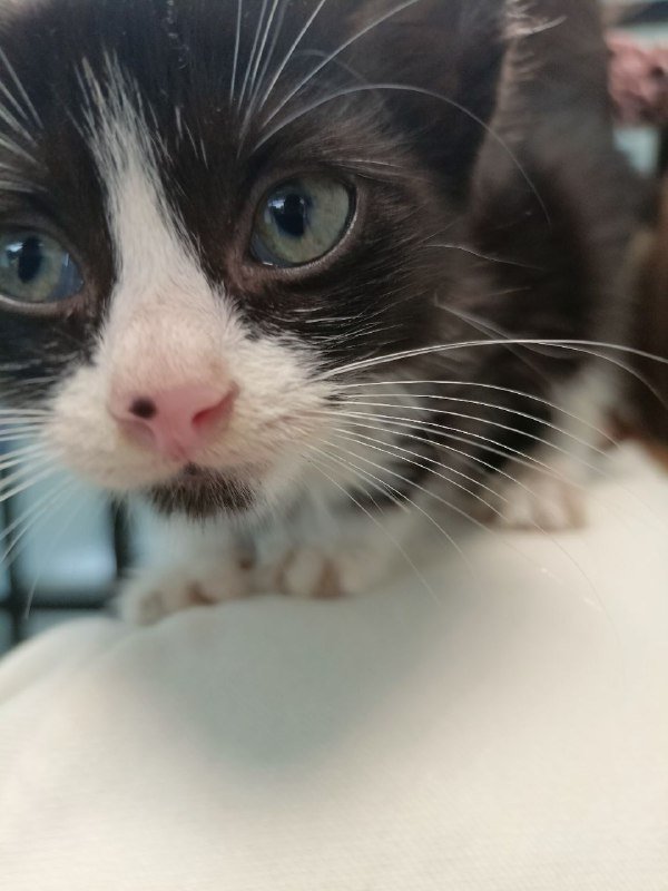 Котёнок Дайнерис бесплатно в добрые руки 2