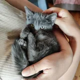 Серая кошечка-котенок 4