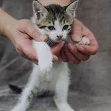 Котёнок Белочка ищет семью 3