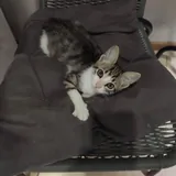 Котёнок Анфиска 4