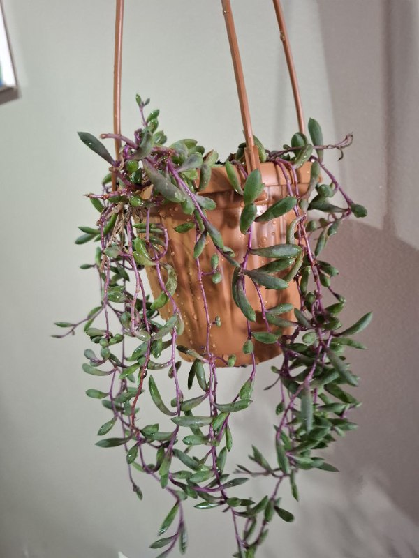 Монстеры, ъикс крупнолистный, стромантес, шеффлера, суккуленты, бегония 8