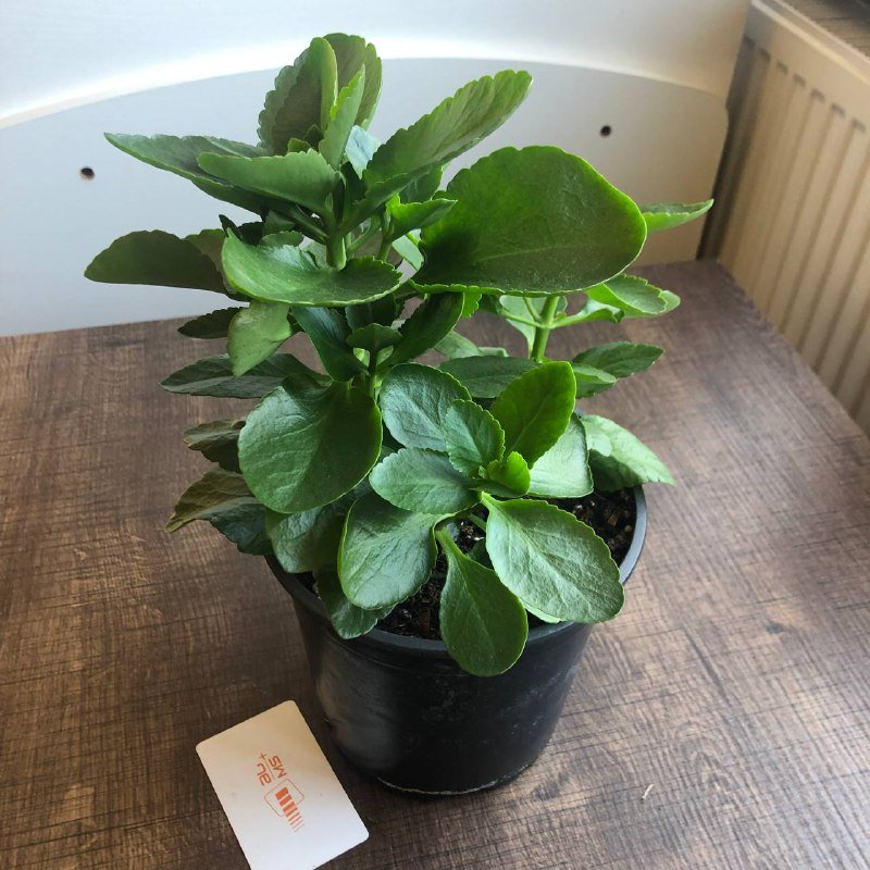 Хлорофитум, Сциндапсус, Каланхое, Каллизия, Ледебурия цветы в горшках 4