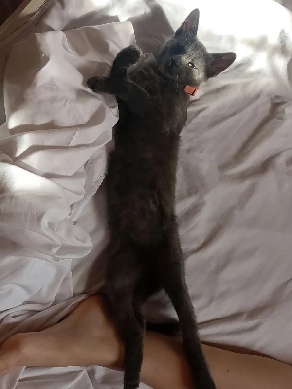 Котенок кошечка 1