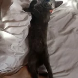 Котенок кошечка 1