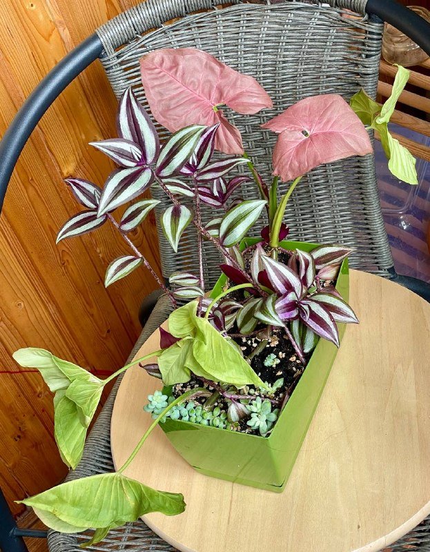 Домашнее растение с традесканцией, сингониумом и суккулентами