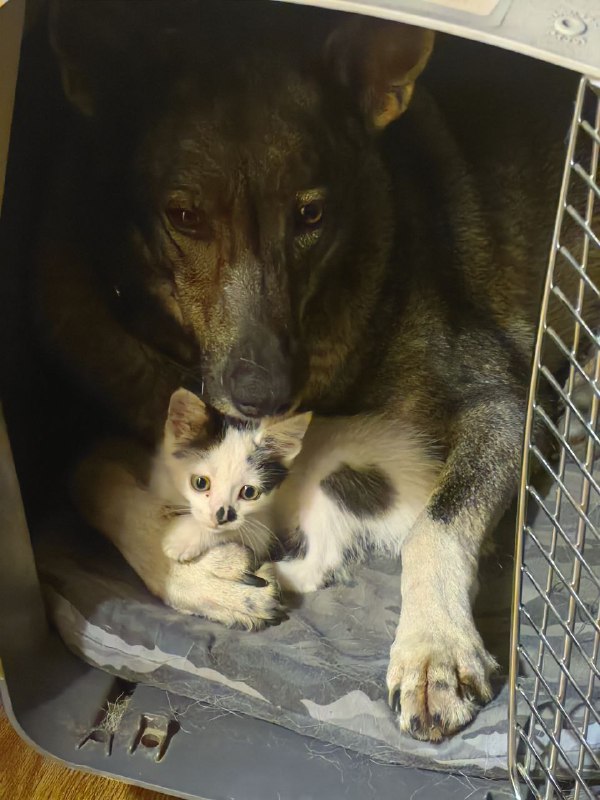 Котенок Чаплин ищет дом 5