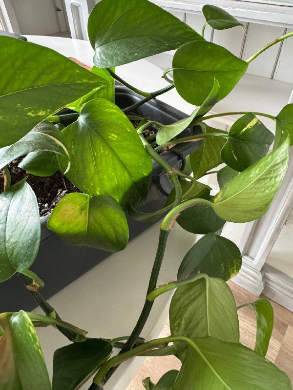 Эпипремнум растение 5 стеблей и кашпо 3