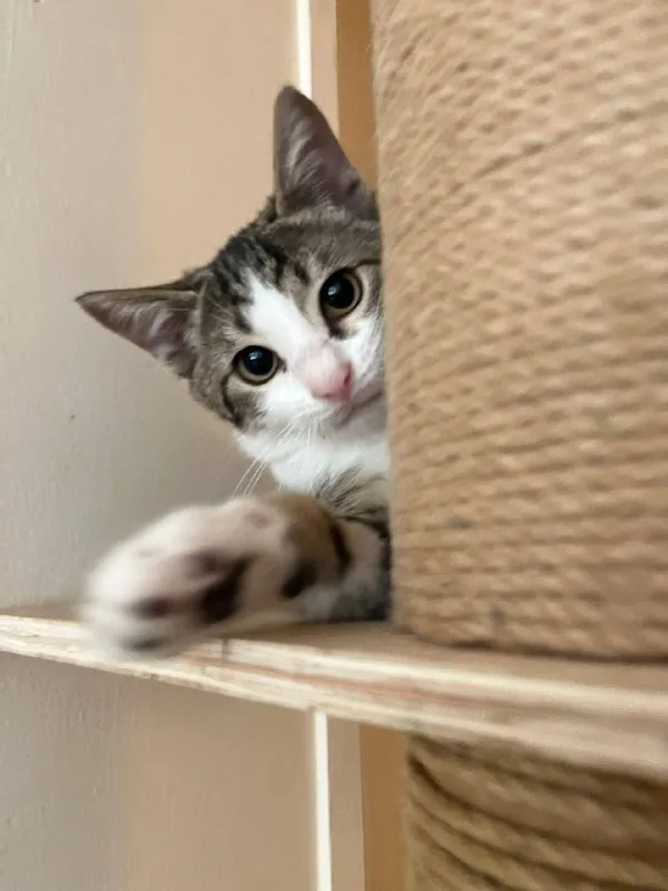 Котенок Тео 1