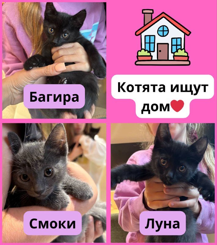 Котята в добрые руки, 4 котенка бесплатно