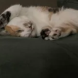 Кошка Курага ищет дом 2