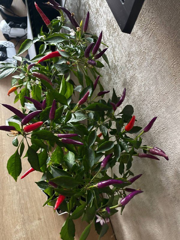 Перец Чили в горшках 2