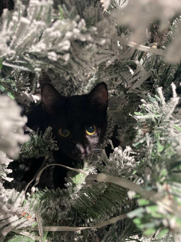 Ёлка искусственная 210см с эффектом снега 5