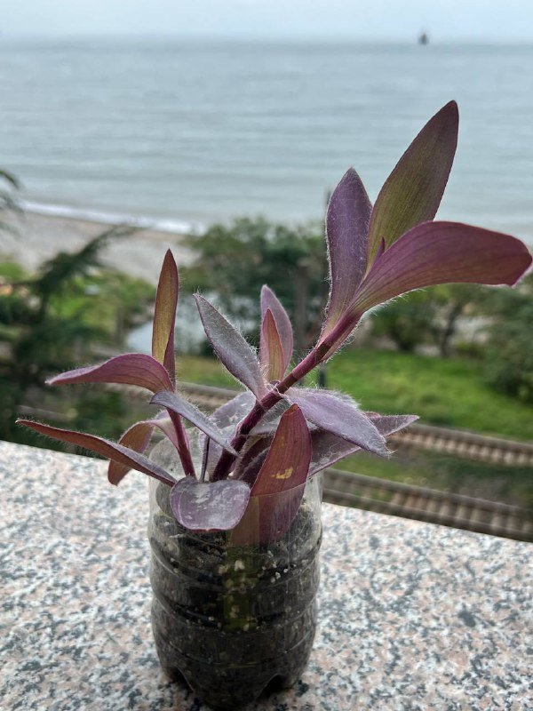 Растение Традесканция