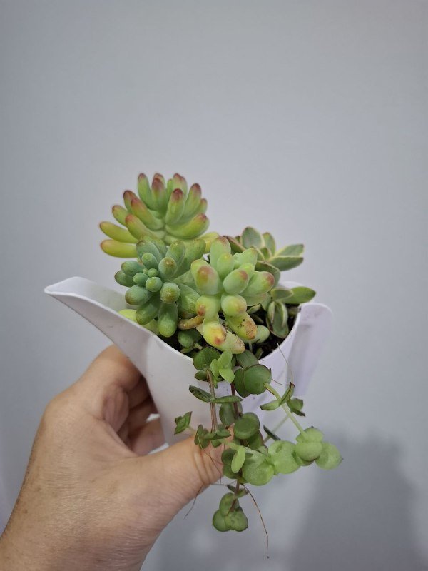 Цветы суккуленты, фикус, сингониум, строманта 5