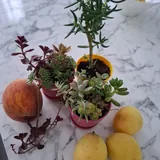 Суккуленты 3