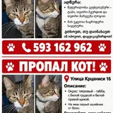 Пропал домашний кот Макс 2