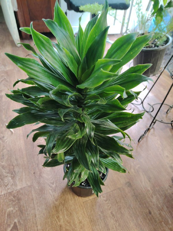 Сциндапсус, Драцена 2