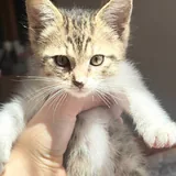 Кошка Белка 2