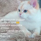 Британские шиншиллы 2