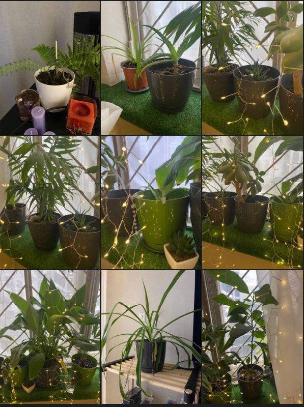 Комнатные растения, спальный мешок