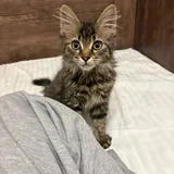 Котёнок, мальчик 3
