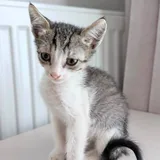 Котёнок 4