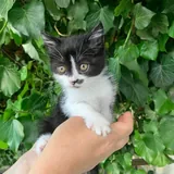 Котёнок 3