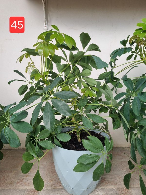 Цветы шефлера в горшках и пластике 4