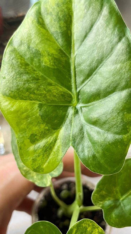 Гагеана ауреа, Полли, Юкатан принцесс, Шкура Дракона, Драгоценная орхидея 10